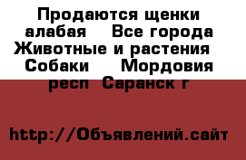 Продаются щенки алабая  - Все города Животные и растения » Собаки   . Мордовия респ.,Саранск г.